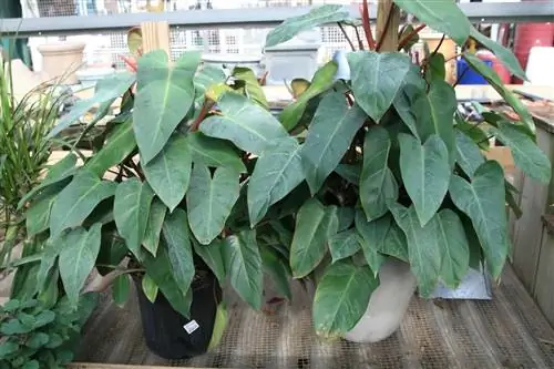 Филодендрон - лиана с крупными листьями.