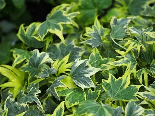 Плющ - идеальная лиана для сада.