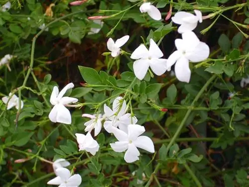 Jasminum officinalis - идеальный альпинист для бассейна.