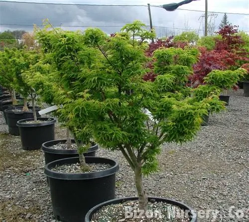 Acer palmatum - кустарник или дерево