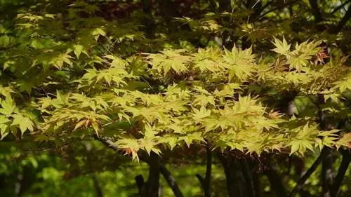 Листья японского клена листопадные.