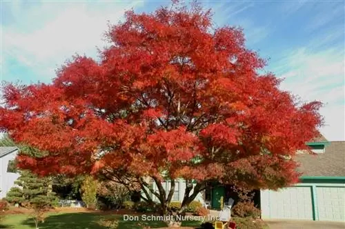 Acer palmatum Seiryu - листопадное дерево.