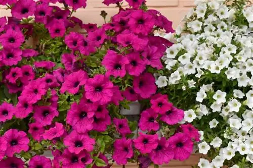 Петунии чувствительны к холоду