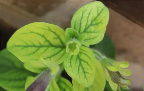 Листья петунии могут стать хлоротичными