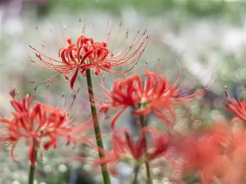 Как цветок ада