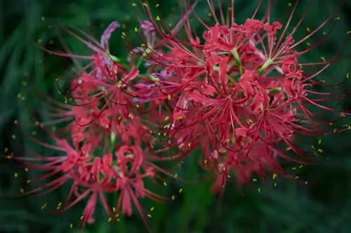 уход за ликорисом лучистым