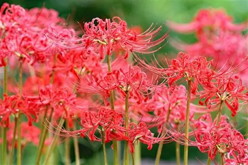 Любопытство Lycoris radiata