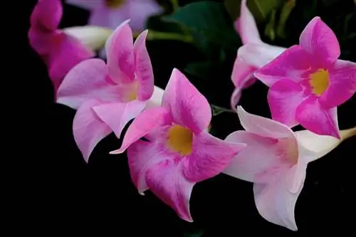 Дипладения иногда может вызвать у вас заболевание