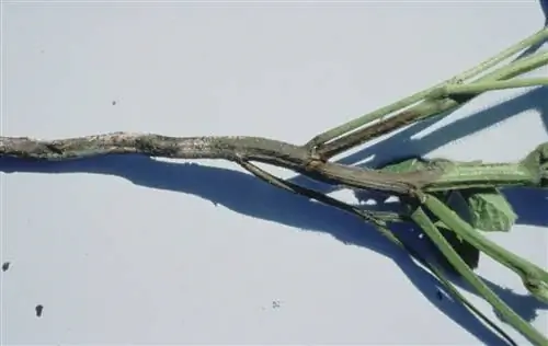 Почвенные грибы наносят вред