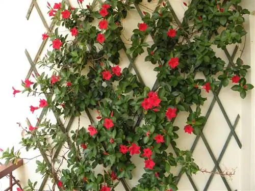 Дипладения - лиана, которую легко выращивать