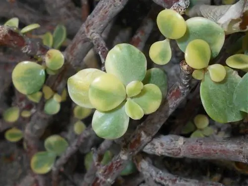 Портулакария афра вариегата