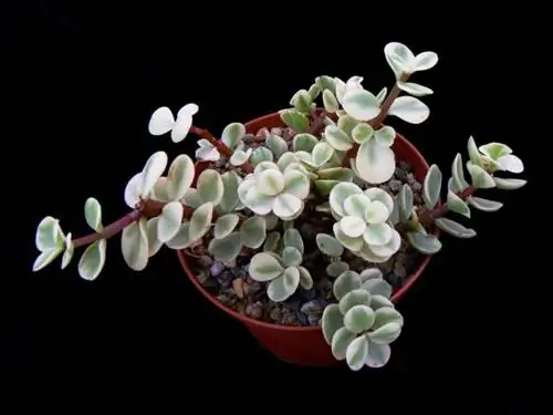 Чем отличается Portulacaria afra variegata?