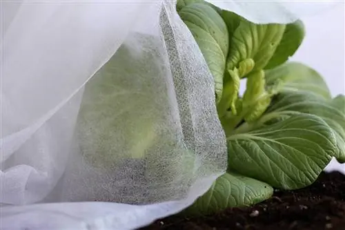 Ткань против заморозков защищает растения