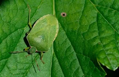 избежать жуков дома