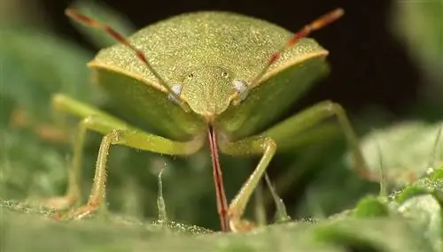 зеленый жук