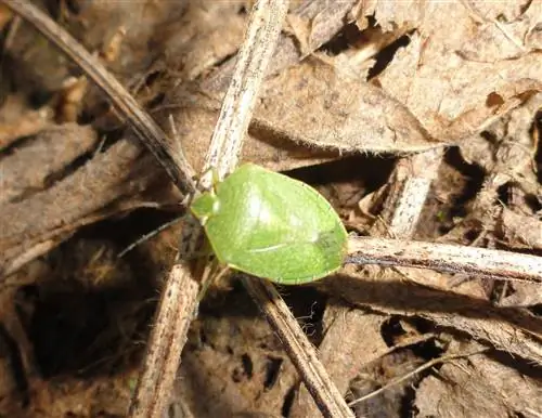 повреждение зеленого жука