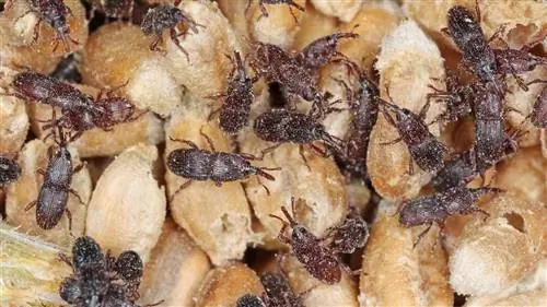 удалить долгоносиков