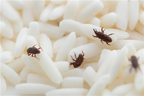 удалить долгоносиков из риса