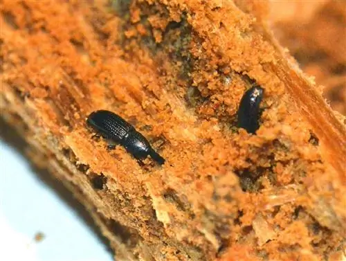 насекомые в лесу