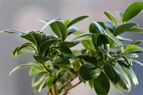 Фикусы рано теряют листья в помещении