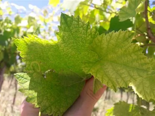 фиговый лист при недостатке железа