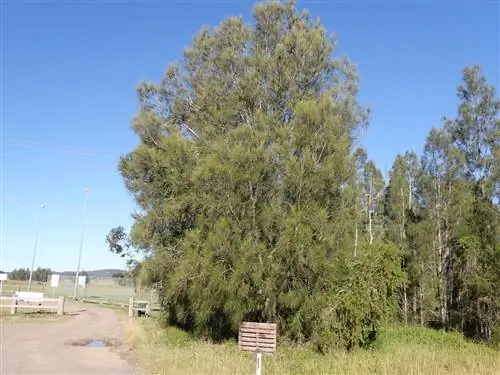 Казуарины растут на бедной почве