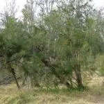 Казуарины - большие деревья