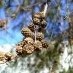 Плоды Казуарины шаровидные.