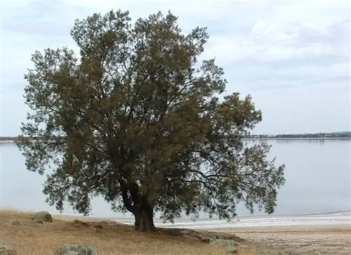 Тучная казуарина - это дерево