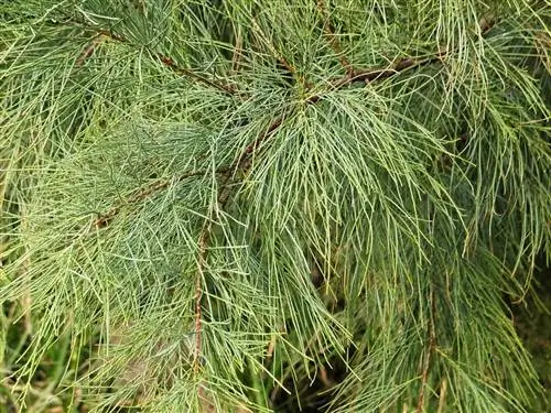 Ветви казуарины зеленые