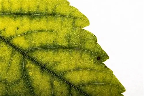 хлоротичный лист