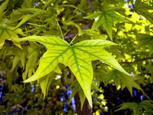 Когда и как использовать хелат железа для растений?