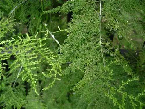 Asparagus_plumosus