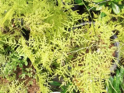 уход за спаржей