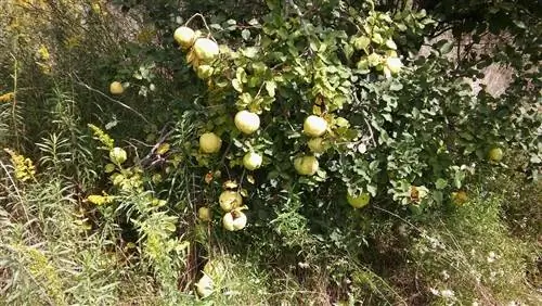 когда собирают айву