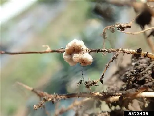 Rhizobium - почвенный микроорганизм.
