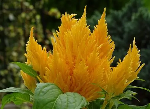 Celosia plumosa: уход, который вам нужен