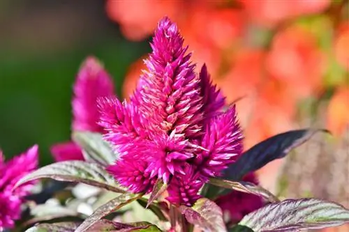 Celosia plumosa: уход, который вам нужен