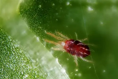 Красный паутинный клещ - один из самых распространенных вредителей роз.