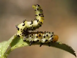 Гусеница розового куста наносит значительный ущерб