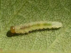 Гусеница розового куста повреждает листья