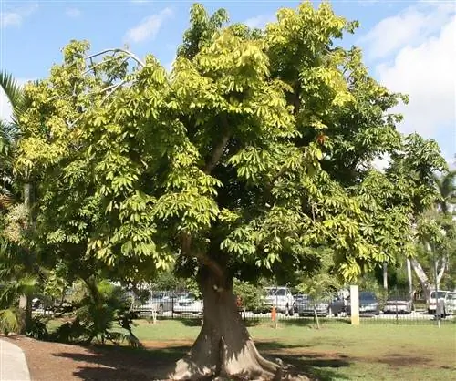 Как ухаживают за растением Пахира?