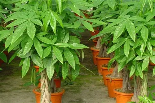 Как и когда обрезать пахиру?