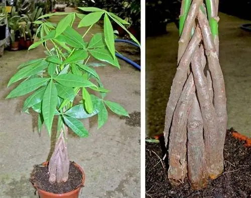 Характеристики Пахиры