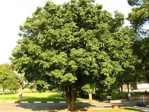 Взрослый экземпляр пахиры