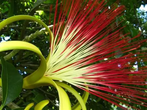 Цветок Пахира, красивый цветок для сада