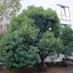 Земляничное дерево - это маленькое лиственное дерево.