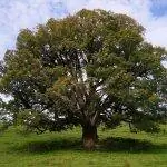 Ложный банан - большое дерево