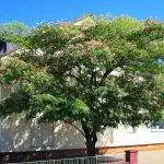 Albizia julibrissin - листопадное дерево.