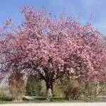 Prunus serrulata - декоративное дерево.